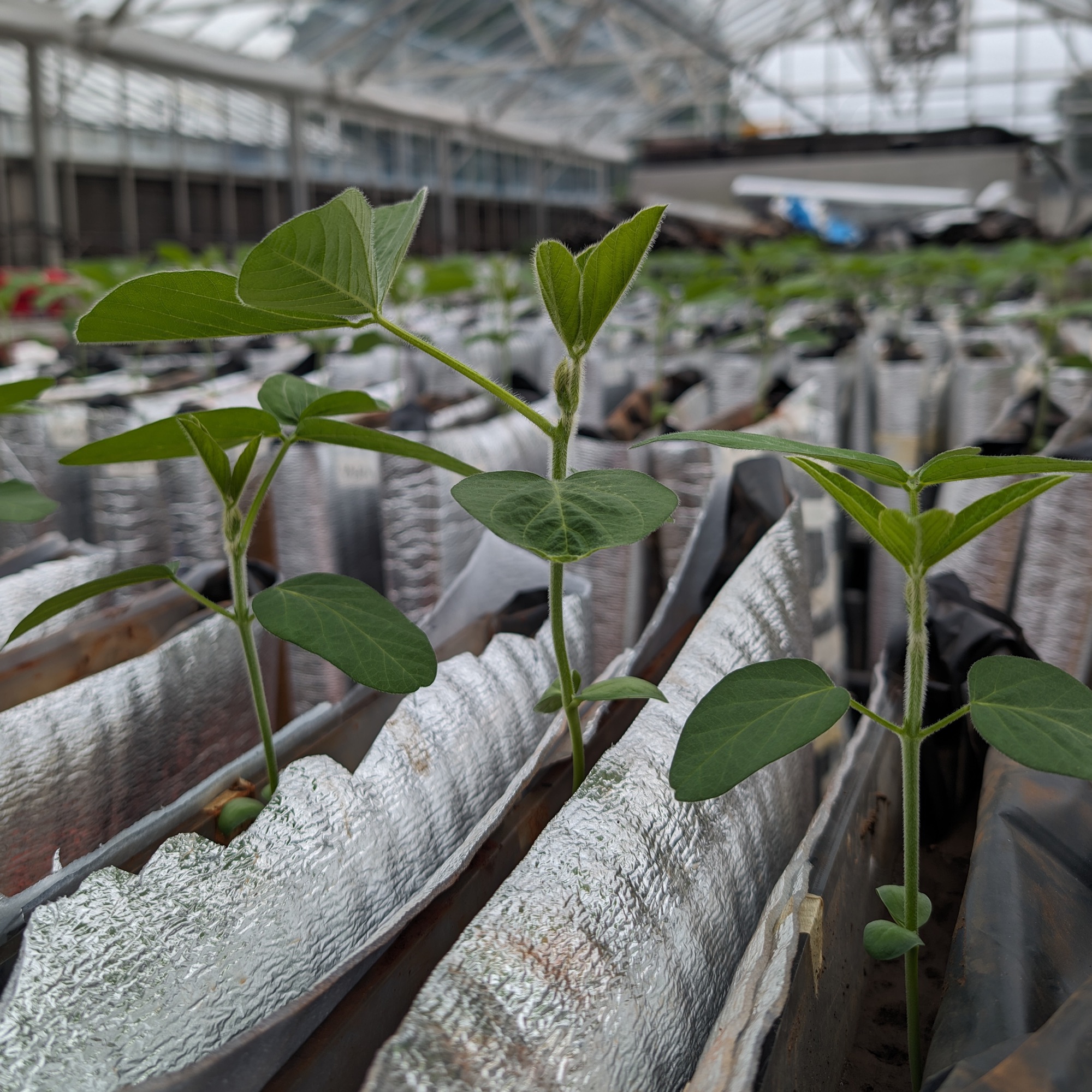 Healthy nursery seedlings growing under controlled conditions
