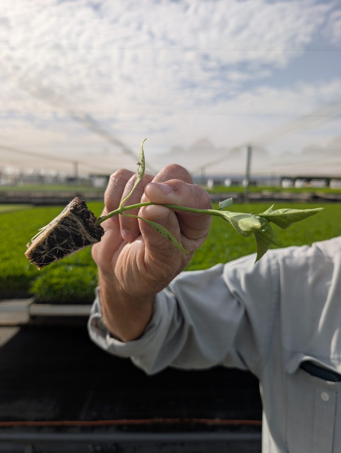 A nursery grower inspecting a young plant and its root development