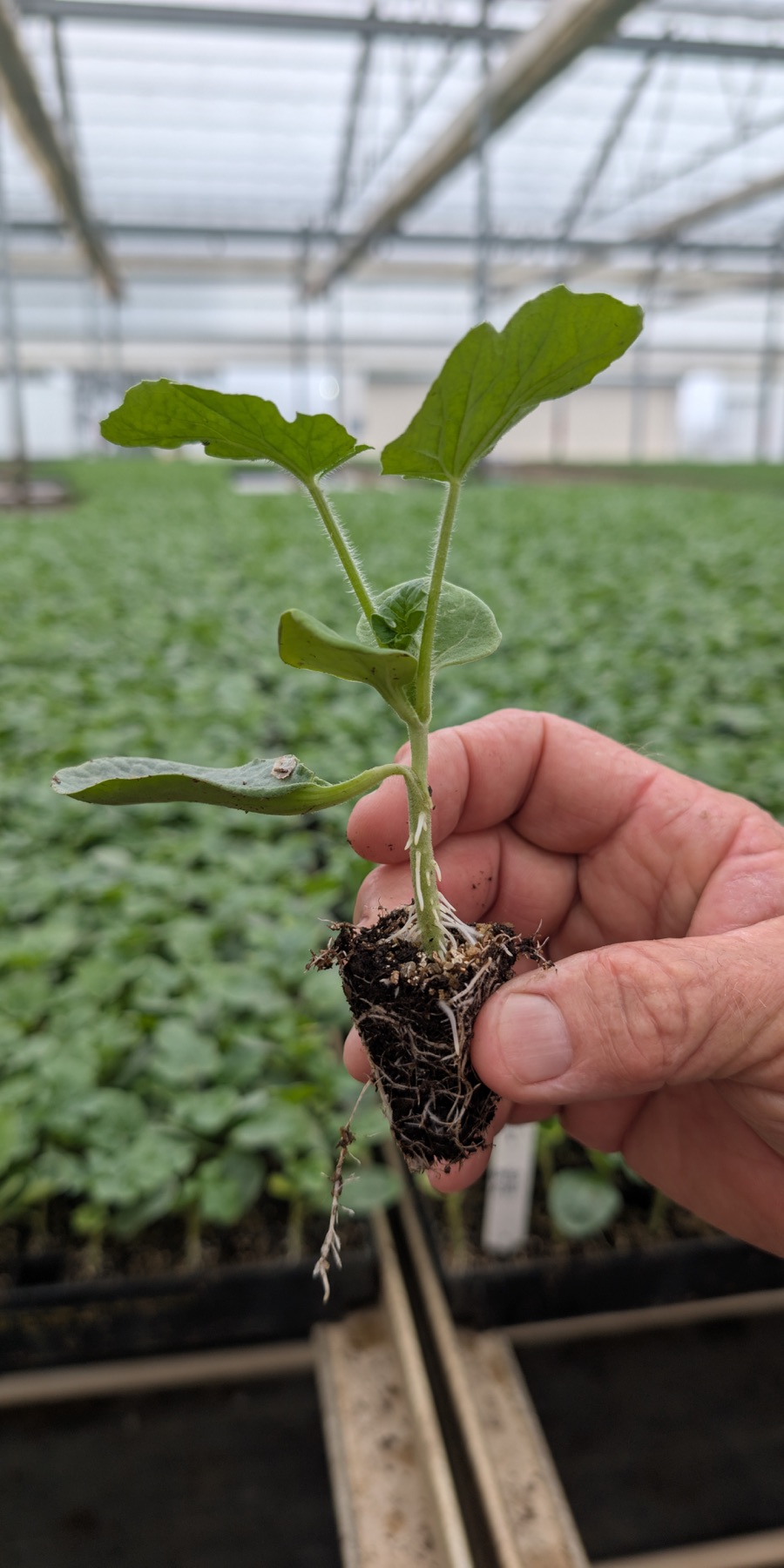 A nursery seedling held for inspection above a production bench